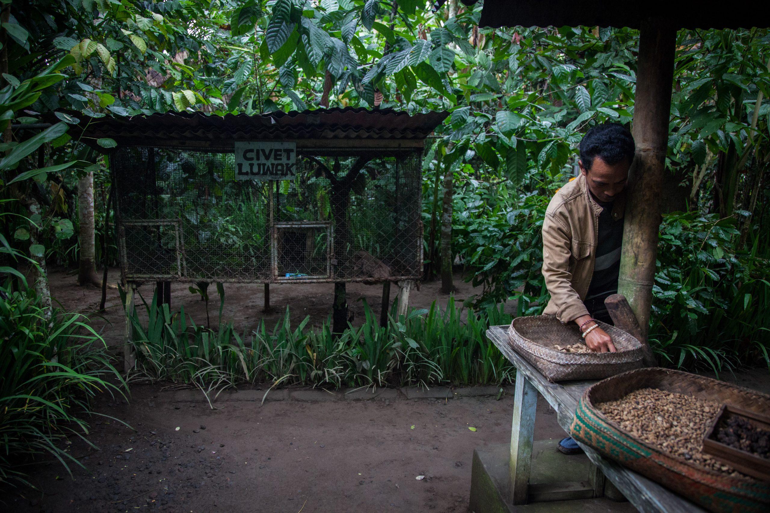 El Nino Threatens Coffee Crop, Prices Trading Near Record Highs
